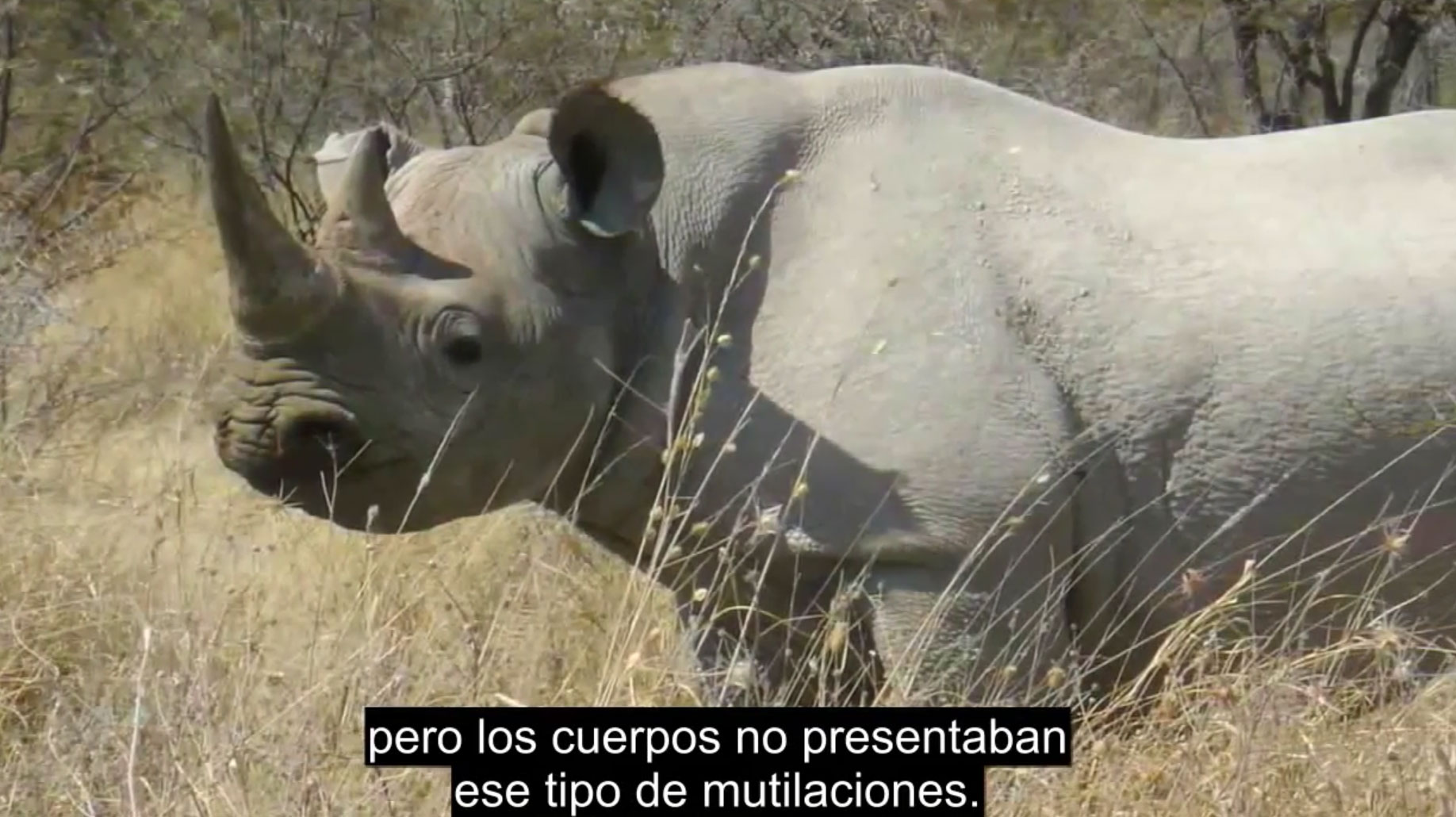 Elefantes, Nosotros, y Otros Parientes